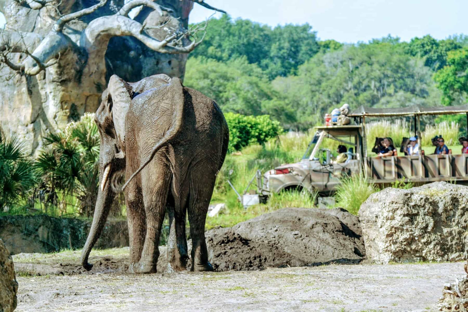Caring for Giants