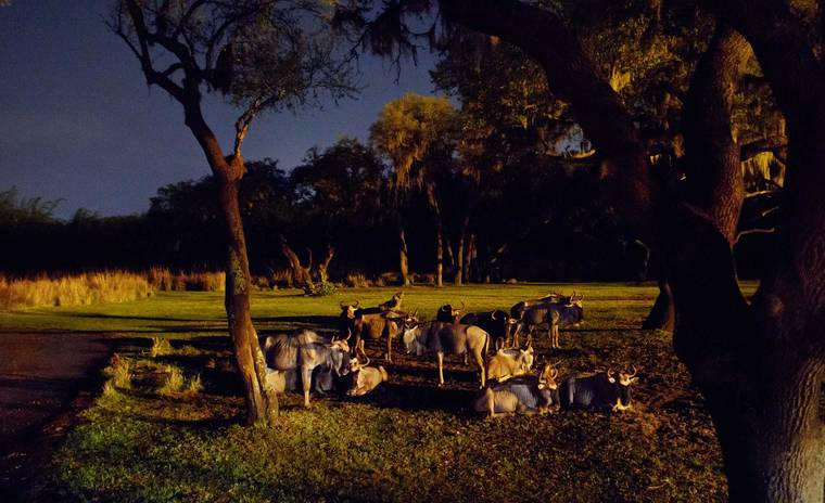 Savor the Savanna